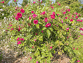 Rugosa hybrid rose, Rosier 'Grootendorst Suprême', Breeder: Grootendorst 1936, in bloom