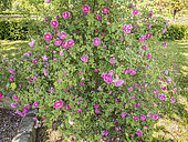 Virginia Rose, Rosa virginiana 'Plena' in bloom