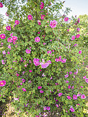 Virginia Rose, Rosa virginiana 'Plena' in bloom