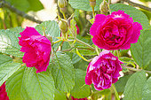 Rugosa hybrid rose, Rosier 'Grootendorst Suprême', Breeder: Grootendorst 1936, flowers