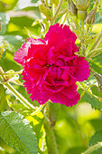 Rugosa hybrid rose, Rosier 'Grootendorst Suprême', Breeder: Grootendorst 1936, flower