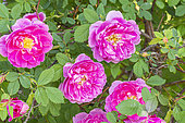 Virginia Rose, Rosa virginiana 'Plena', flowers