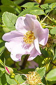Carolina rose, Rosa carolina, flower
