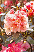 Rhododendron 'Titian Beauty', flowers