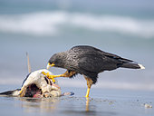 Striated Caracara or Johnny Rook (Phalcoboenus australis), at a carcass of a Gentoo Penguin. It is an intelligent and very rare bird of prey restricted to the Falkland Islands and southern patagonia. South America, Falkland Islands, Saunders Island