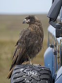 Striated Caracara or Johnny Rook (juvenile, Phalcoboenus australis), an intelligent and very rare bird of prey restricted to the Falkland Islands and southern patagonia. South America, Falkland Islands, Sea Lion Island