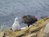 Turkey Vulture (Cathartes aura) in a colony of black-browed Albatross South America, Falkland Islands, Saunders Island