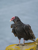 Turkey Vulture (Cathartes aura) portrait. South America, Falkland Islands, Saunders Island