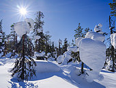 Boreal forest covered in snow (Tykkylumi) in the Taiga of Finland at mountain Iso Pyhaetunturi. Winter in the Salla National Park (Sallan kansallispuisto) in finnish Lapland. Europe, northern europe, Finland, Lapland