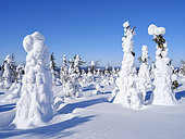 Boreal forest covered in snow (Tykkylumi) in the Taiga of Finland at mountain Iso Pyhaetunturi. Winter in the Salla National Park (Sallan kansallispuisto) in finnish Lapland. Europe, northern europe, Finland, Lapland