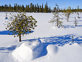 Boreal forest or Taiga of Finland near Lampivaara in the Pyhae-Luosto National Park (Pyhae-Luoston kansallispuisto) during winter in finnish Lapland. Europe, northern europe, Finland, Lapland