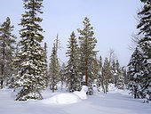 Boreal forest or Taiga of Finland near Lampivaara in the Pyhae-Luosto National Park (Pyhae-Luoston kansallispuisto) during winter in finnish Lapland. Europe, northern europe, Finland, Lapland