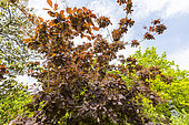 Purple European Smoketree, Cotinus coggygria 'Purpureus'