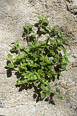 Pellitory-of-the-wall (Parietaria officinalis), ruderal and allergenic plant, Occitanie, France