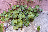 Kenilworth ivy (Cymbalaria muralis) on wall, France
