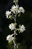 Snowy Mespilus (Amelanchier ovalis), flowers, Alpilles, Provence, France