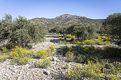 Olive field in the Alpilles, Provence, France