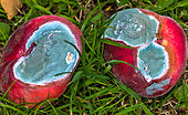 Mould on flat peaches that have fallen into the grass, Sarthe, France