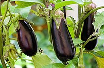 Eggplant (Solanum melongena), Sarthe, France