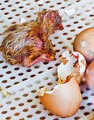 Just-hatched chick, future Loué chicken, Sarthe, France