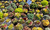 Succulent plant pots, Le Mans, Sarthe, France
