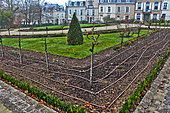 Tuyaux de goutte à goutte pour l'irrigation du jardin des plantes, Le Mans, Sarthe, France