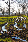 Flooding in a meadow at the Arche de la Nature for farm animals, Le Mans Métropole, Sarthe, France