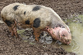 Bayeux pig, French pig breed, Arche de la nature, Sarthe, France
