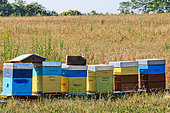 Beehives with bees in the countryside, Sarthe, France
