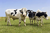 Herd of Holstein cows with a young Holstein bull in the pasture, Lorraine, France.