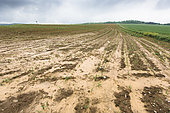 Corn field in May, after heavy thunderstorms and torrential rain. Ravinement and water stagnation in some plots, risk of flooding, asphyxiation and losses. Insurance and appraisal problems. France