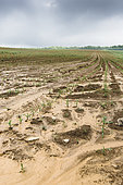 Corn field in May, after heavy thunderstorms and torrential rain. Ravinement and water stagnation in some plots, risk of flooding, asphyxiation and losses. Insurance and appraisal problems. France