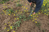 Farmer monitoring a plot of rapeseed in May which, after winter frost damage, is attacked by a fungal disease, botrytis. Plants with weakened stems lie on the ground and eventually die. France
