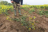 Agriculteur surveillant une parcelle de colza au mois de mai qui, après des dégâts suite au gel en hiver, est attaquée par une maladie cryptogamique, le botrytis. Les plantes à la tige fragilisée, se couchent sur le sol et finissent par mourir. France