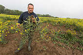Farmer monitoring a plot of rapeseed in May which, after winter frost damage, is attacked by a fungal disease, botrytis. Plants with weakened stems lie on the ground and eventually die. France