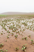 Sunflower field in May, devastated by mudslides following heavy thunderstorms and torrential rain. Ravinement and water stagnation in some plots, risk of flooding, asphyxiation and losses. Insurance and appraisal problems. France