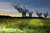 Cattenom nuclear power plant in Moselle with four reactors in operation at sunset and a field of rapeseed in bloom, France
