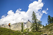 Hike to the Bosse de Clapouse, Mont Pelvoux in the background, Vallouise, Ecrins National Park, Hautes-Alpes, France