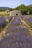 Borie in a lavender field, Ferrassières, Pays de Sault, Drôme provençale, Drôme, France