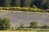 Lavender field, Aurel, Mont Ventoux Regional Nature Park, Vaucluse, France