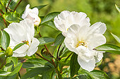 Tree peony 'White Innocence', Paeonia lactiflora 'White Innocence', flowers