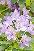Rhododendron 'Fastuosum Flore Pleno', flowers