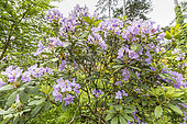 Rhododendron 'Fastuosum Flore Pleno', in bloom