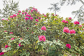 Rhododendron 'Germania' in bloom