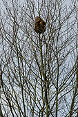 Hornet nest on top of a tree in winter, Le Mans, Sarthe, France