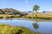 Small lake (2361 m) below the Morgon ridge, Mercantour National Park, Alpes-Maritimes, France