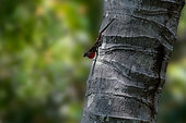 Brown Anole (Anolis sagrei) male displaying, Manuel Antonio National Park, Pacific coast, Costa Rica