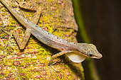 Anole (Anolis sp) tree lizard on a trunk, Costa Rica