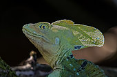 Portrait of Green Basilisk (Basiliscus plumifrons), Costa Rica