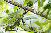 Boa constrictor (Boa constrictor) tree snake on a branch, Cahuita National Park, Caribbean Coast, Costa Rica